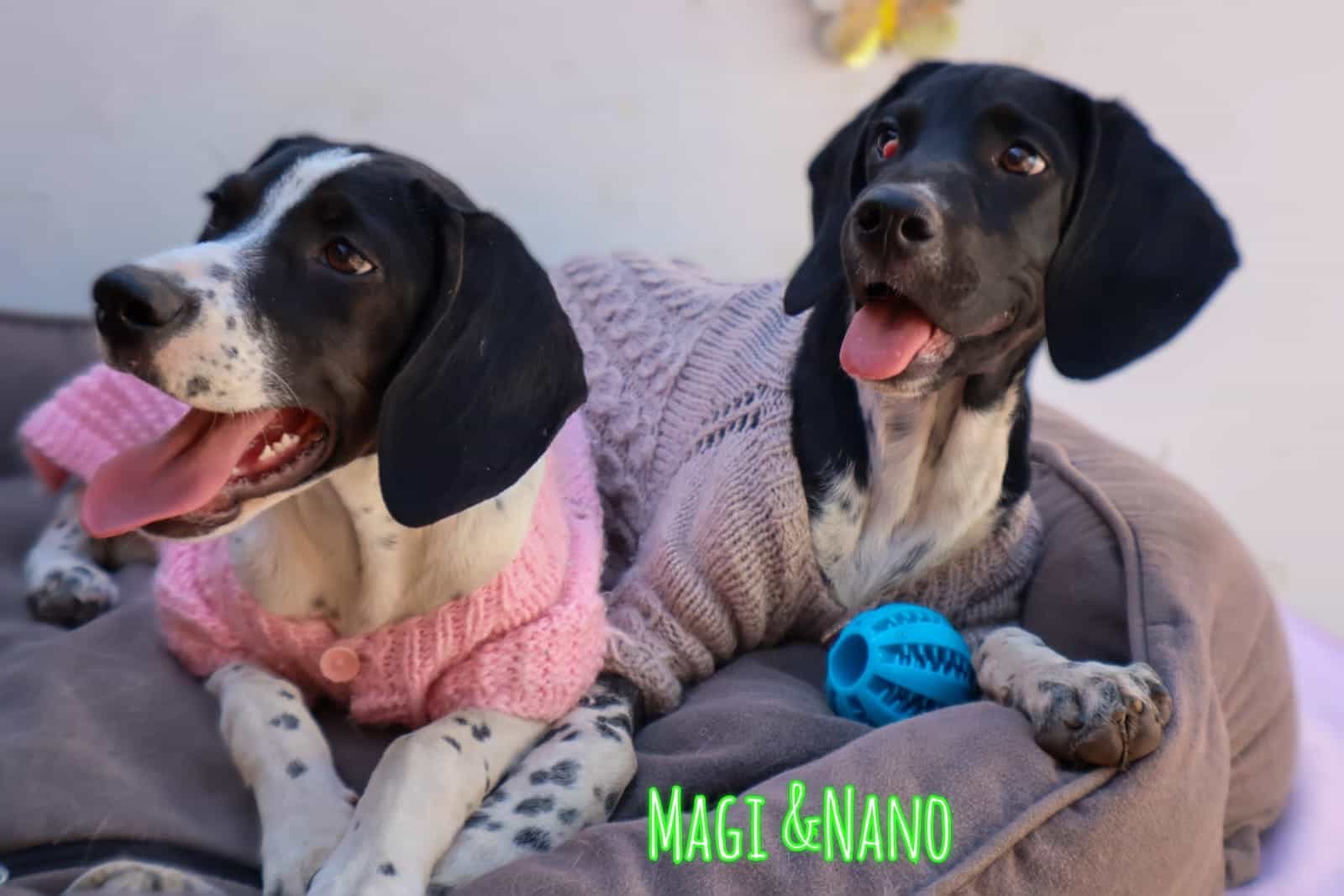 Foto de MAGI y NANO