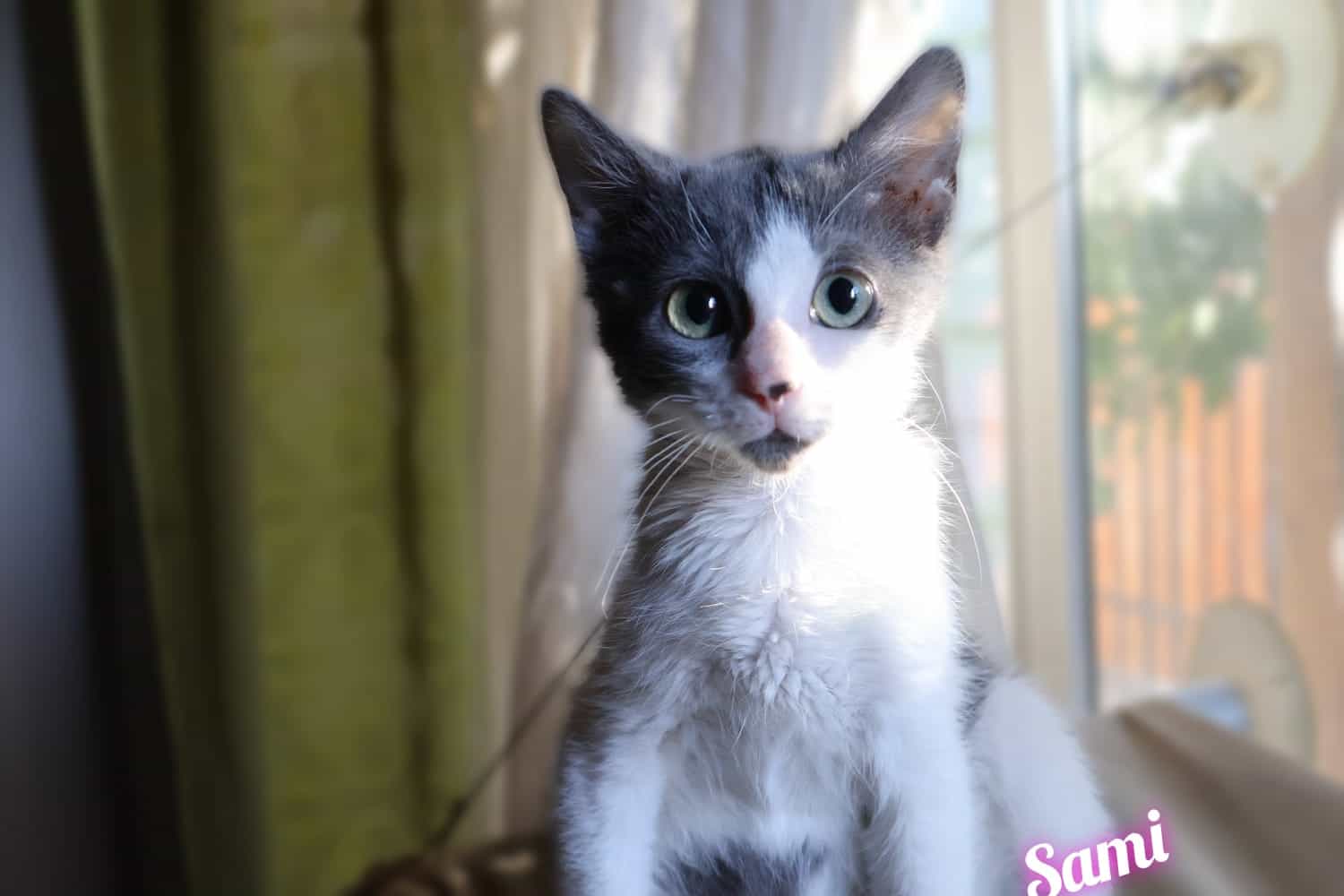 Foto de SAMI