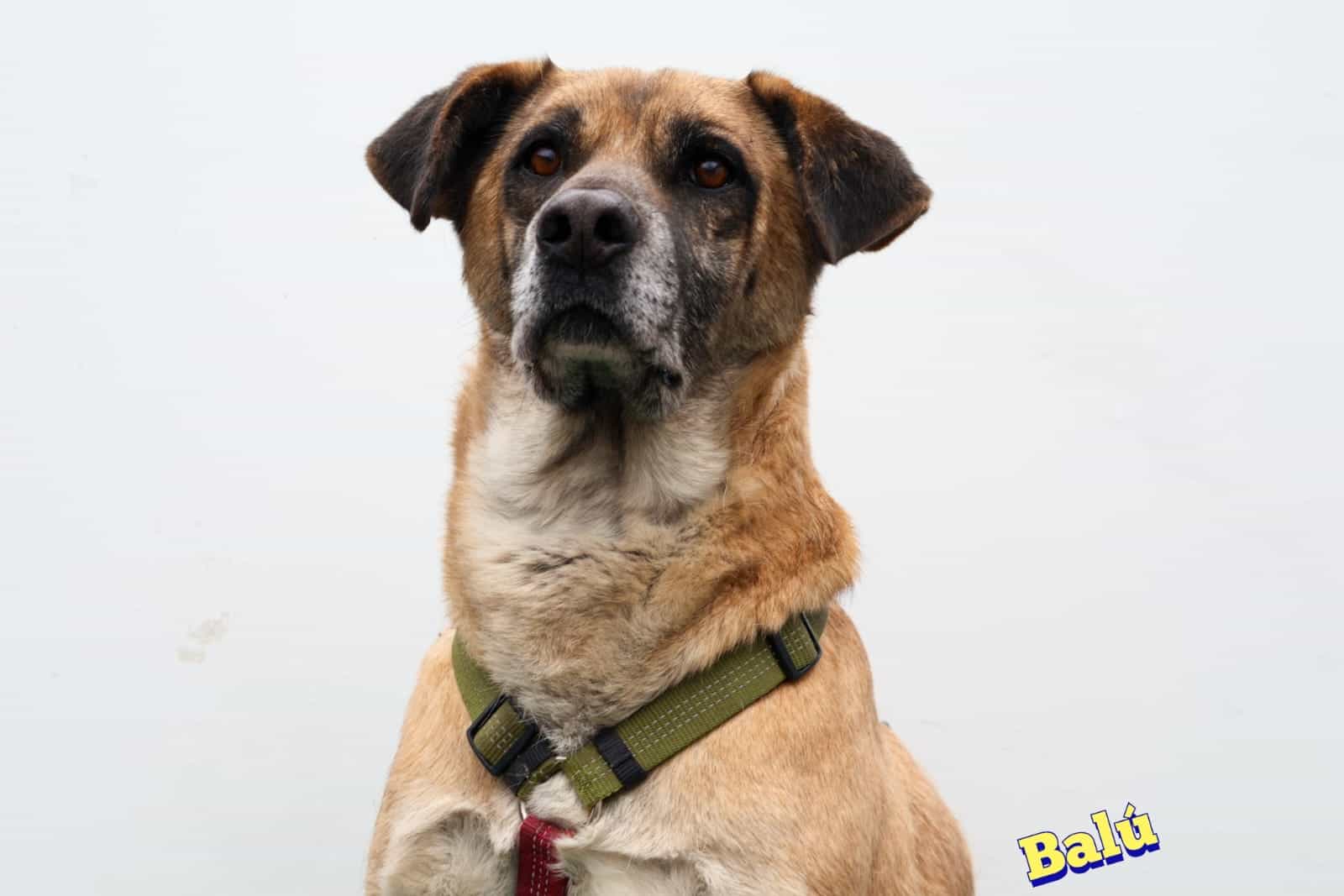 Foto de BALU