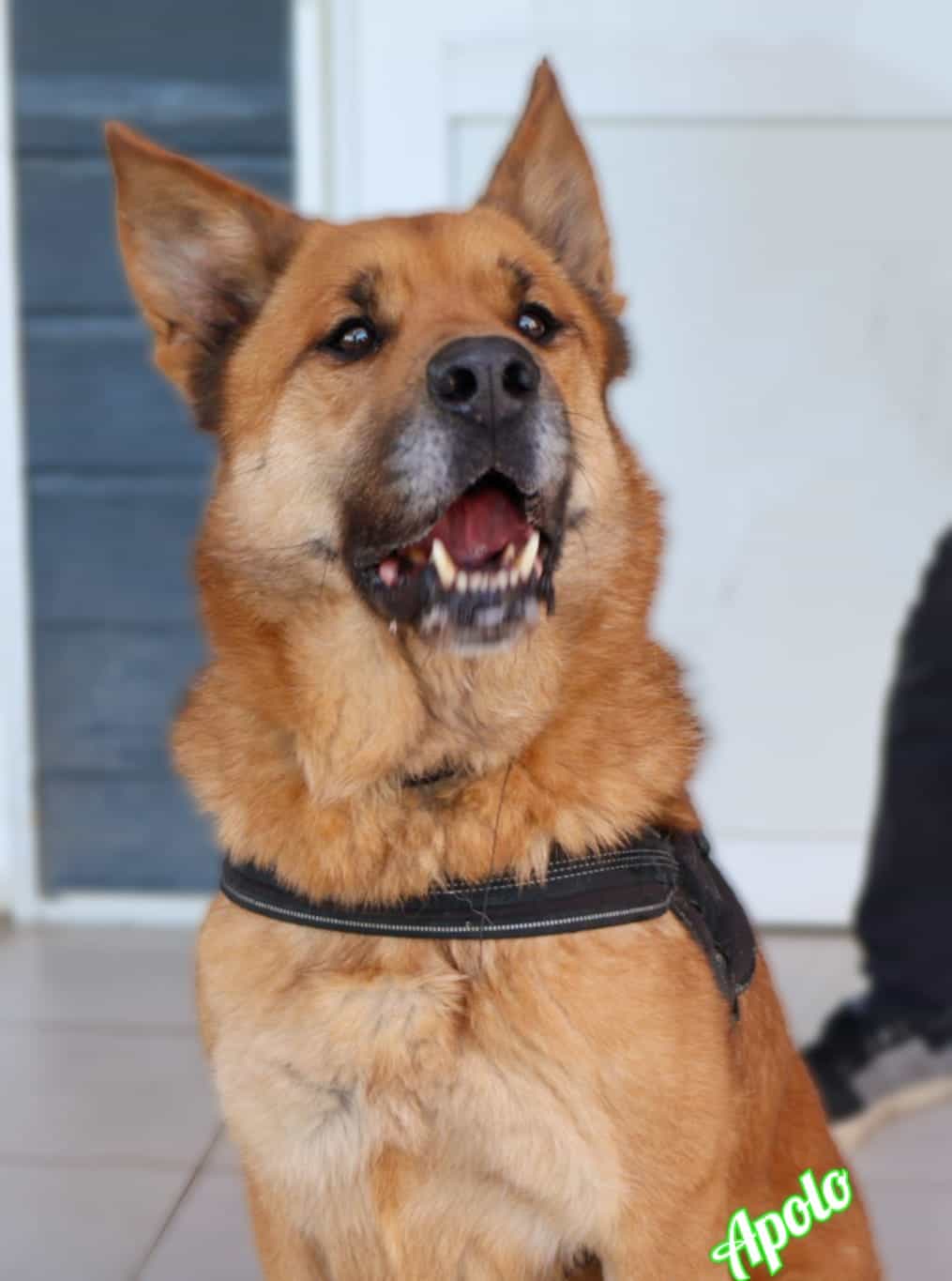 Foto de APOLO