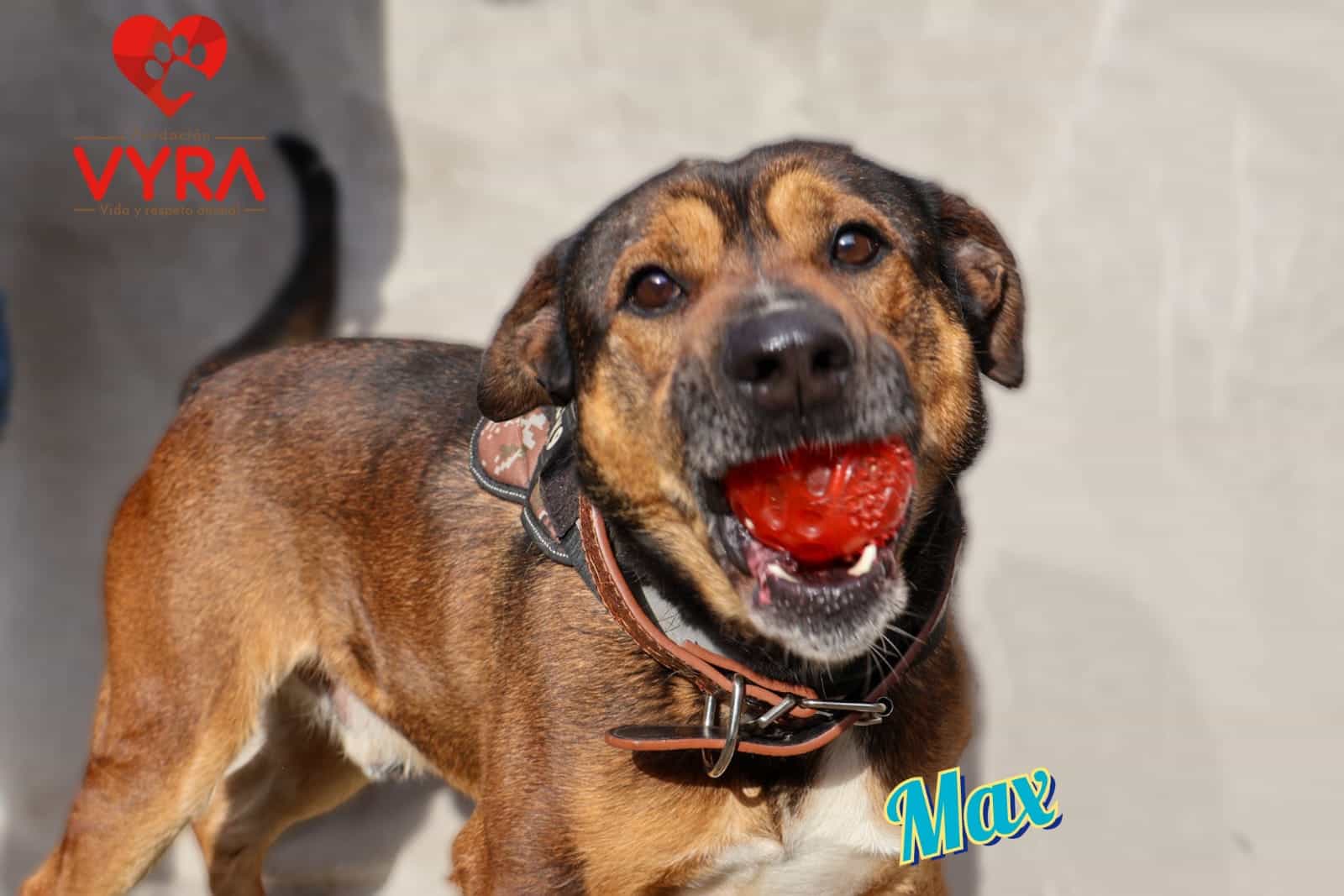 Foto de MAX