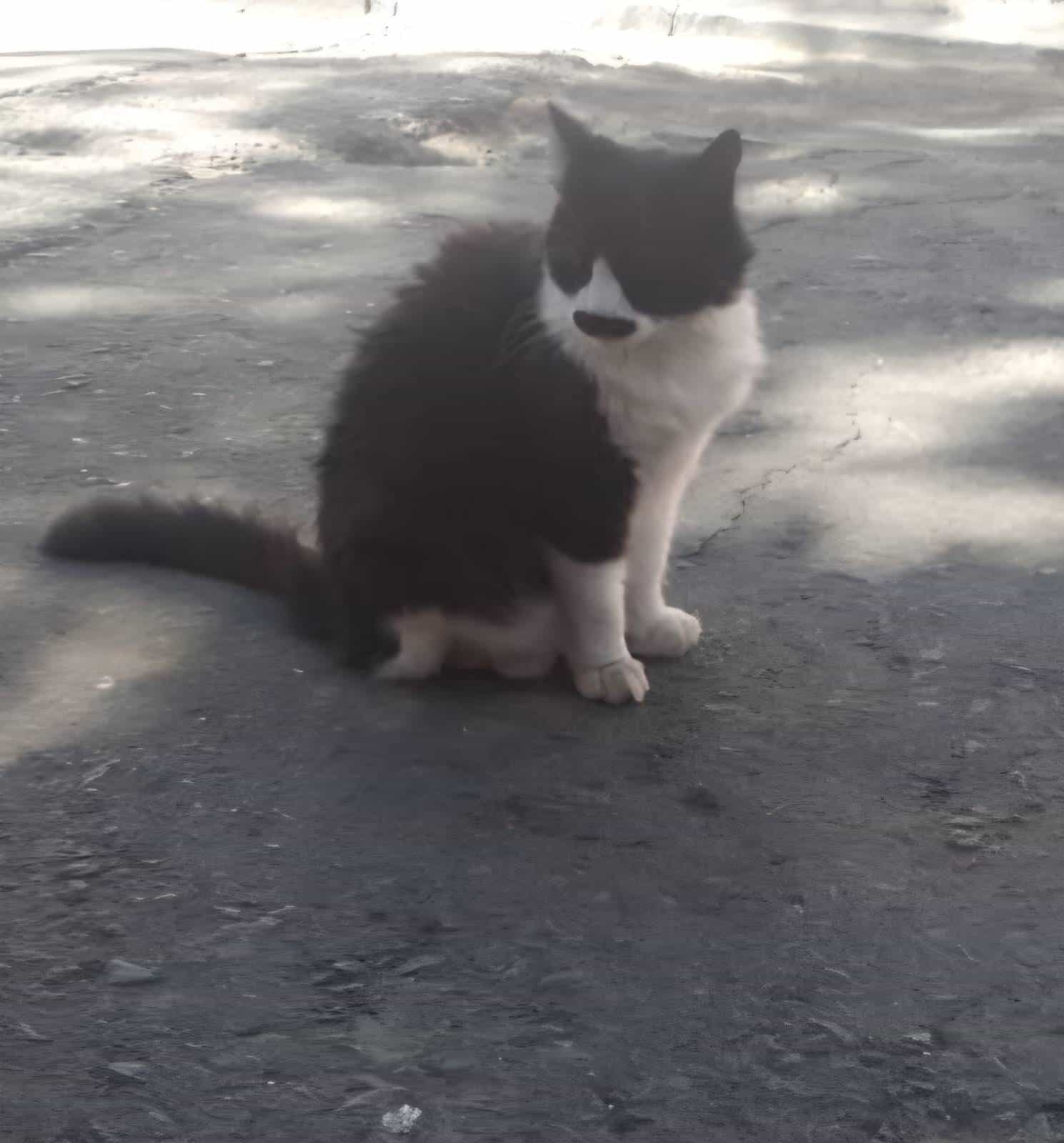 Foto de Bigotina