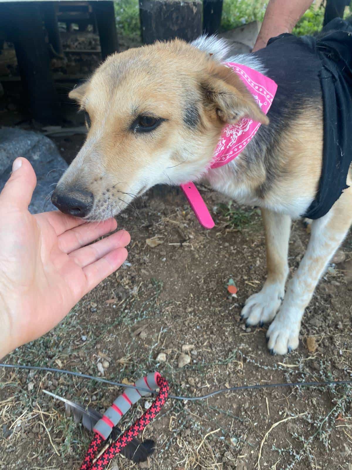 Foto de Princesa Diana