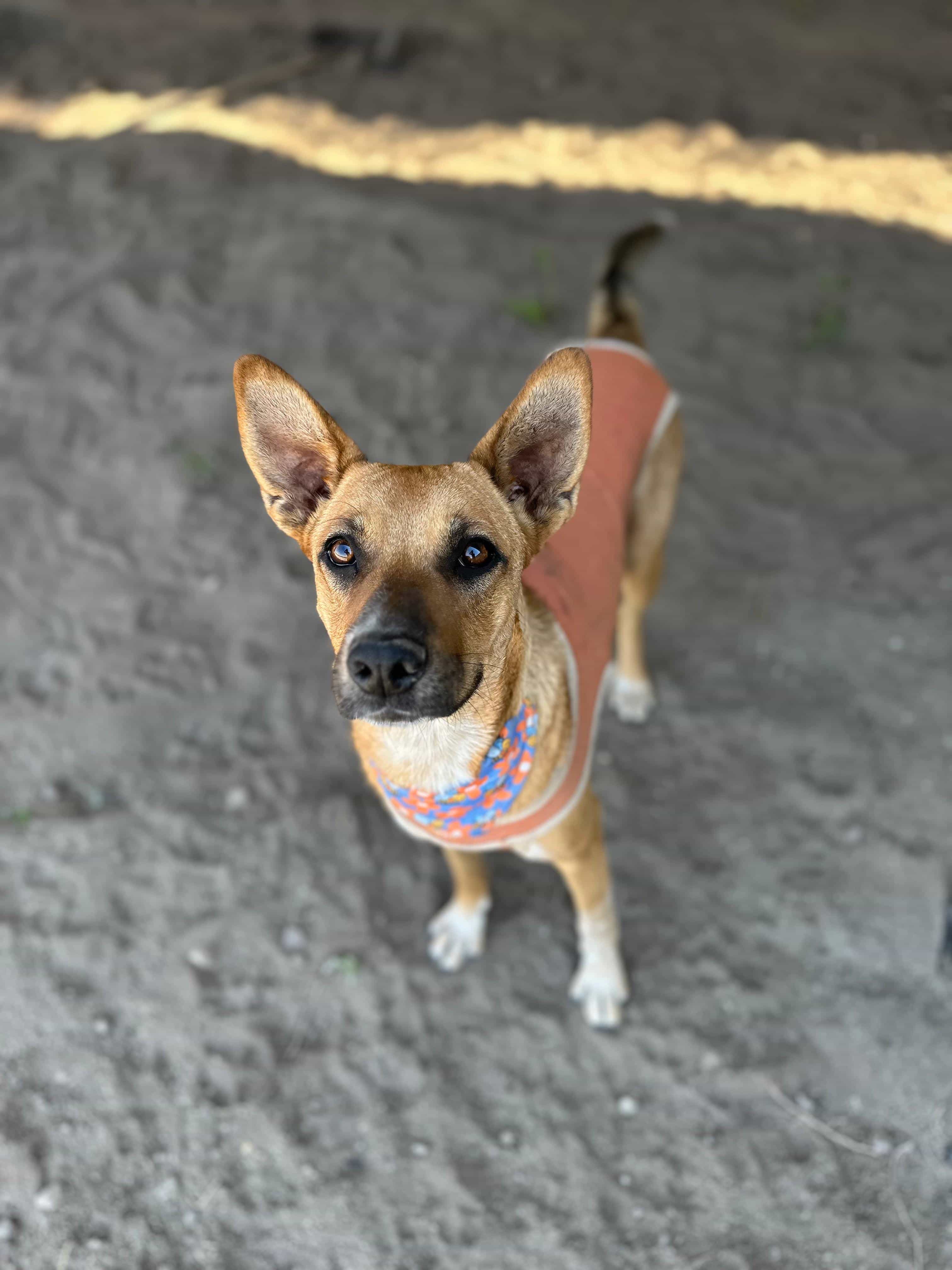 Foto de Meli