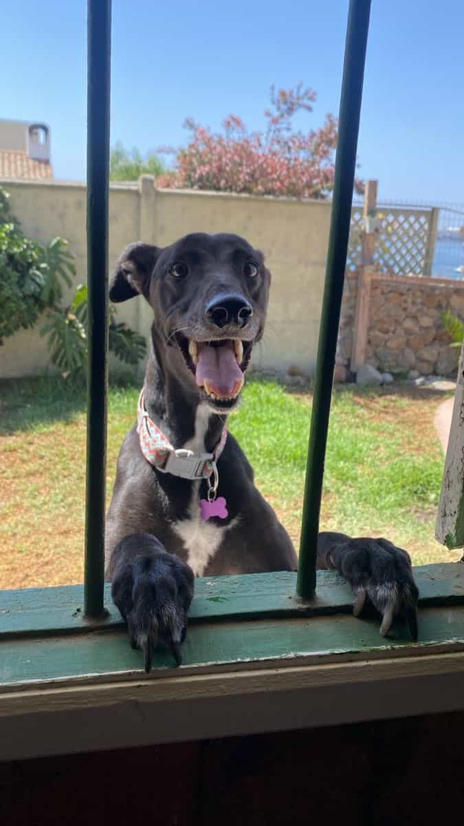 Foto de Flacky Blacky