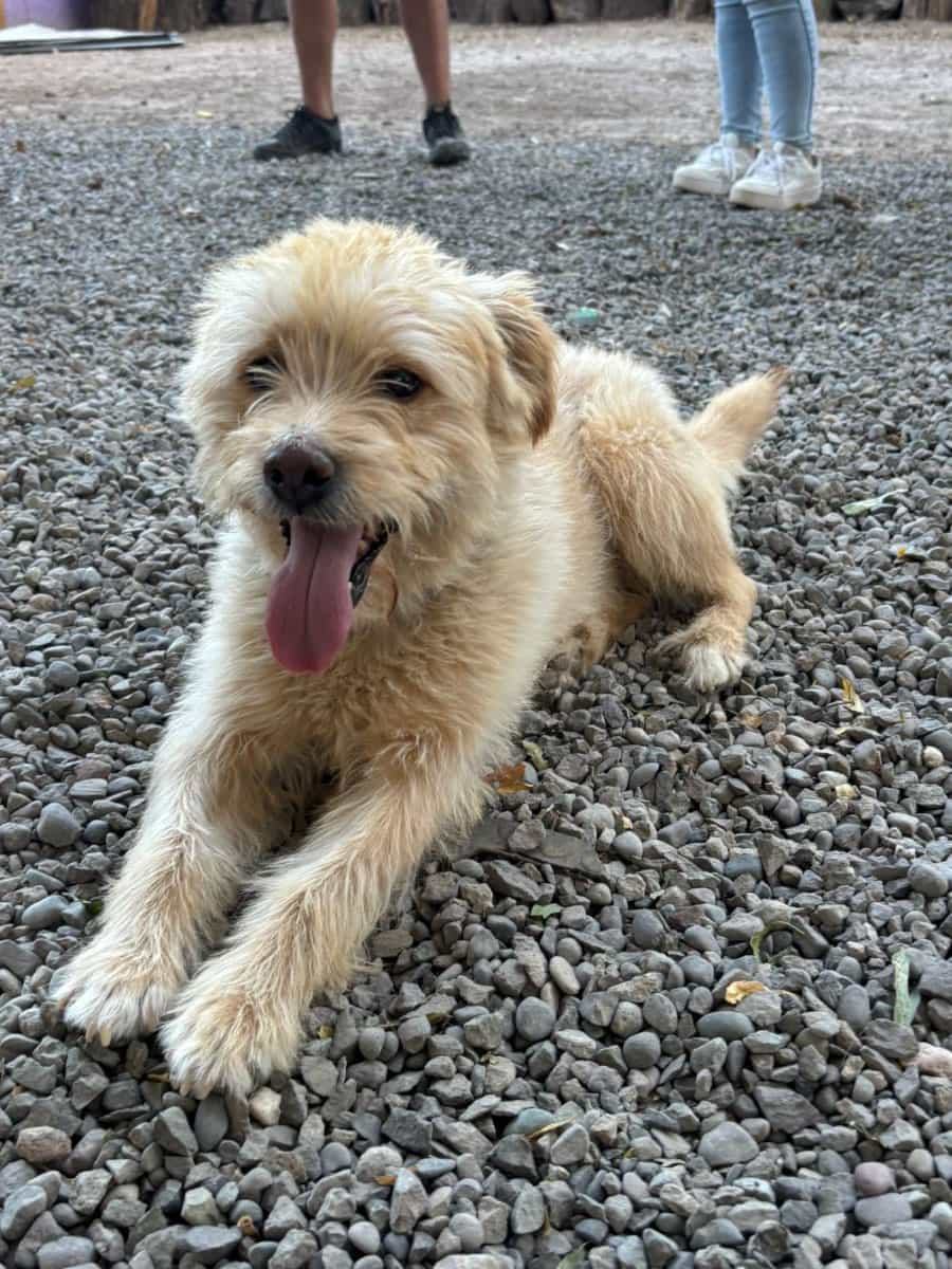 Foto de Charlie