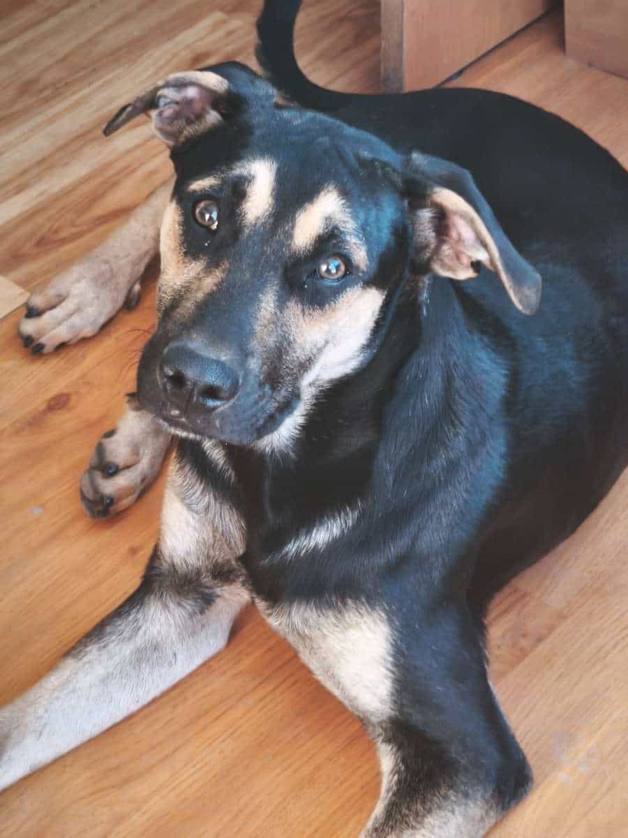 Foto de Bowie
