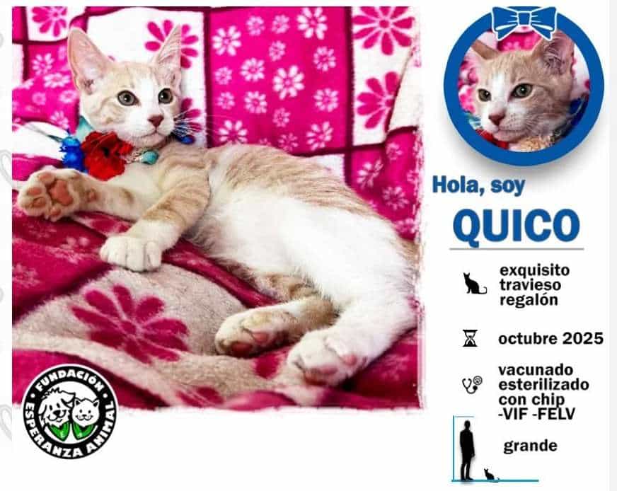 Foto de Quico