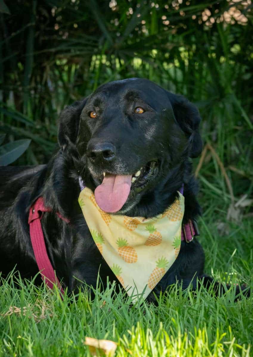 Foto de Nero
