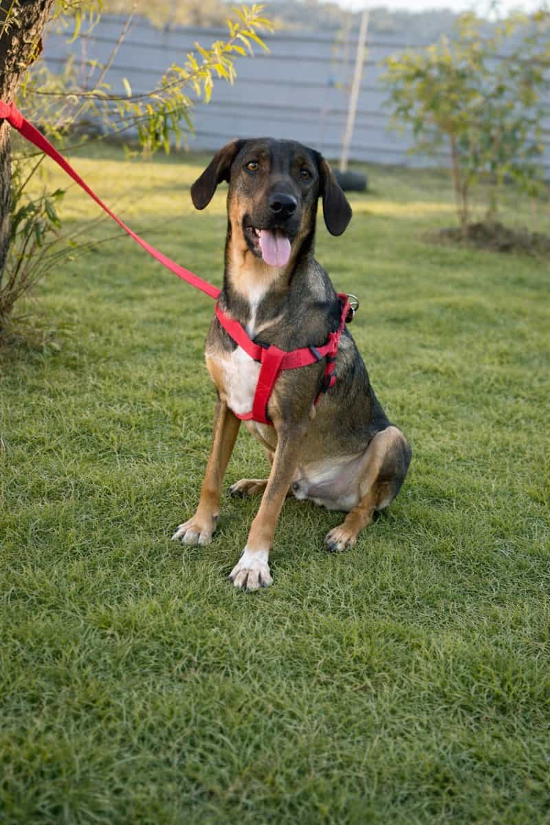 Foto de Thor 🤎