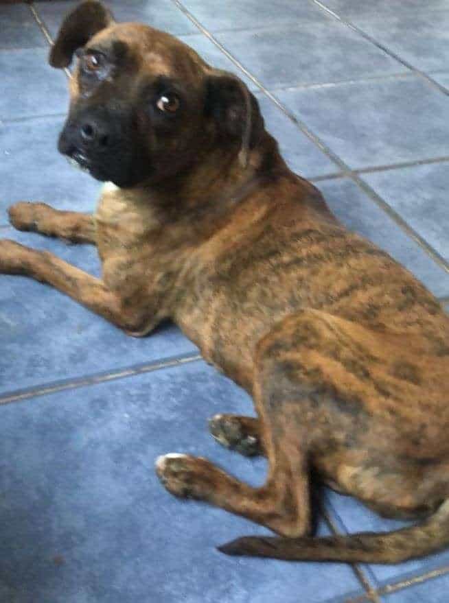 Foto de Estrella