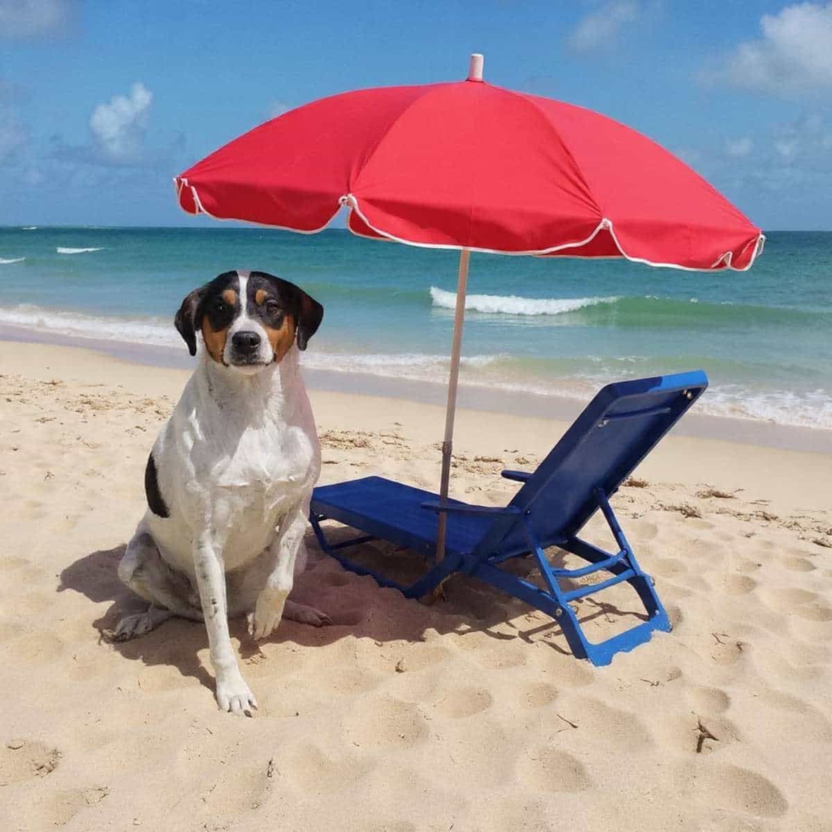 Foto de Max