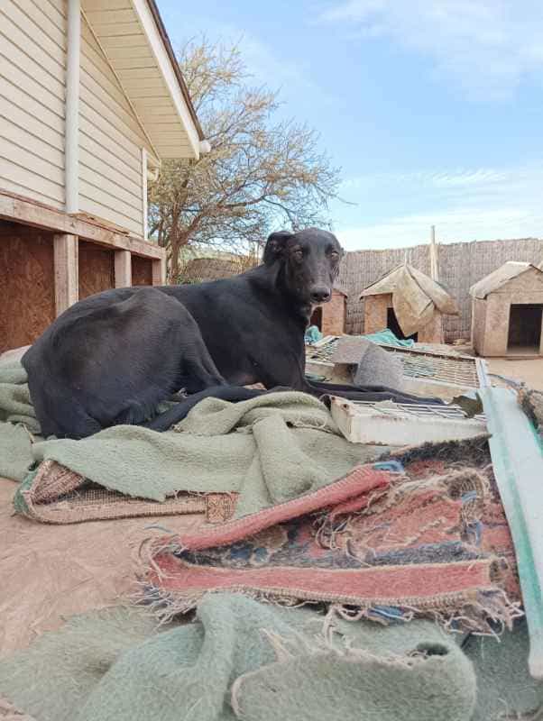 Foto de Galga