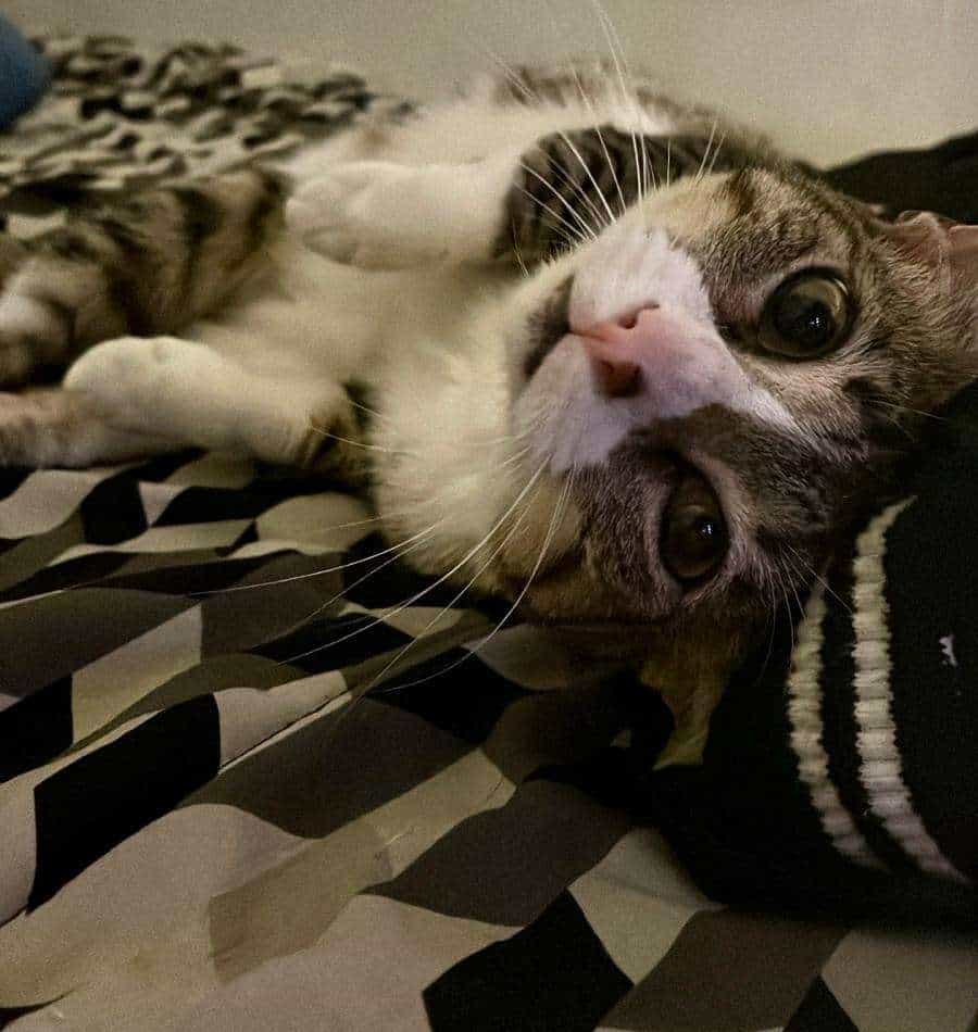 Foto de Marie jane