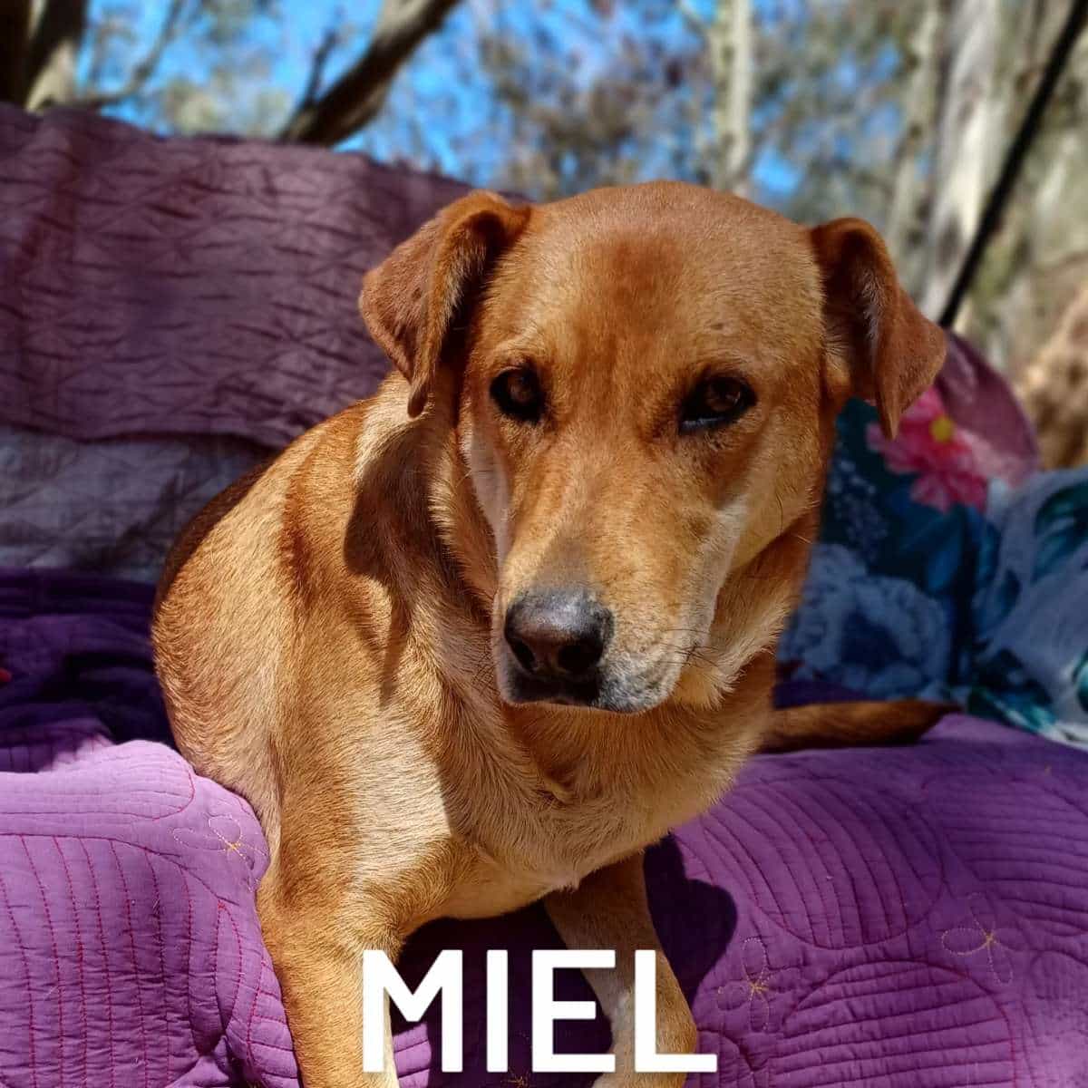 Foto de MIEL