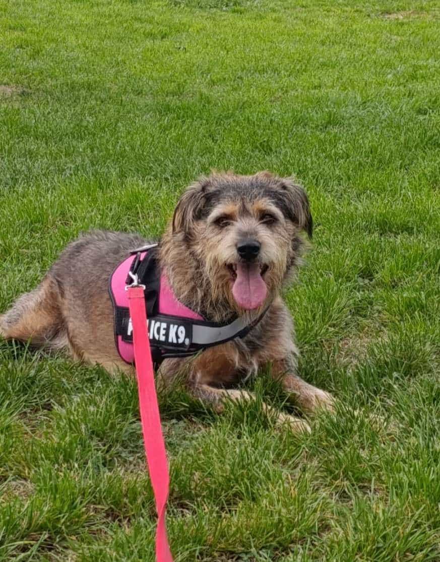 Foto de Benji