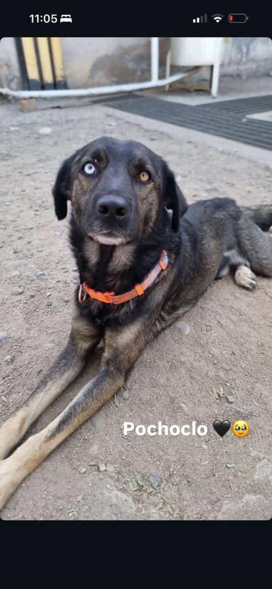 Foto de Pochoko