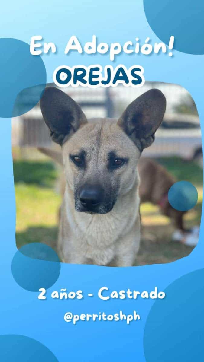 Foto de Orejas