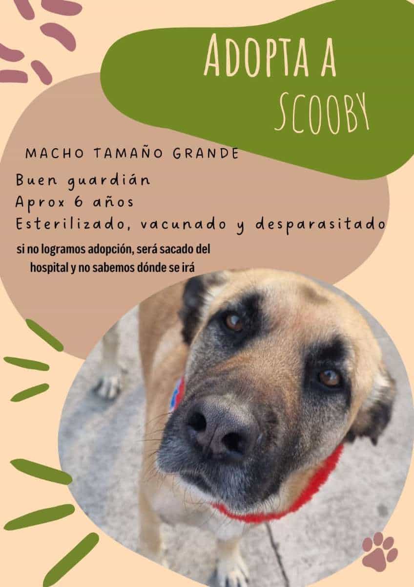 Foto de Scoby