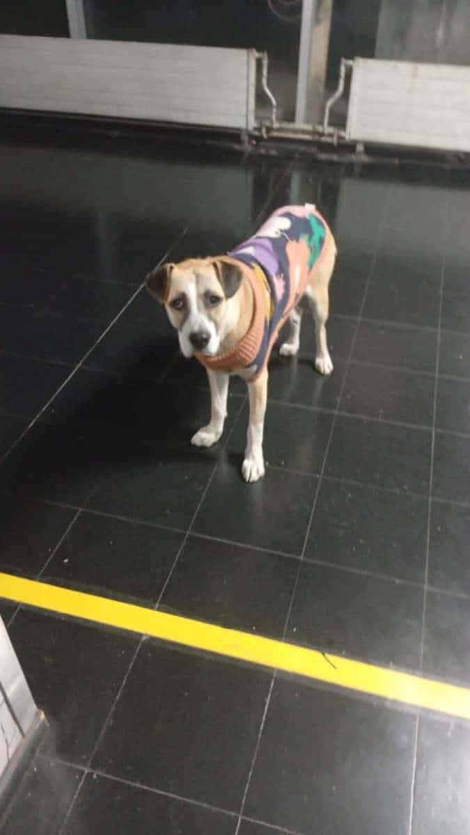 Foto de Max