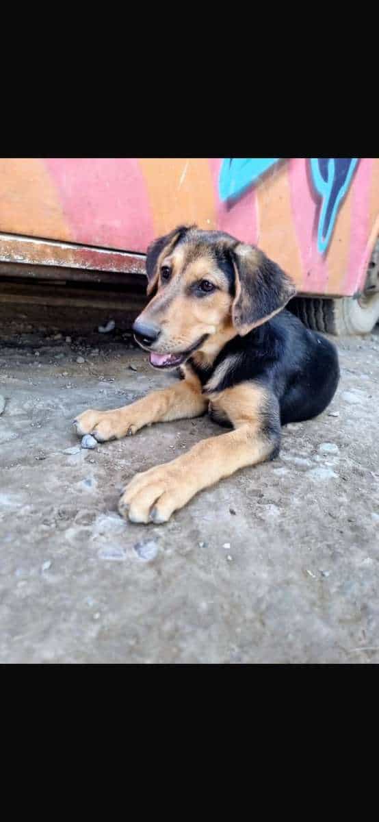 Foto de Ares