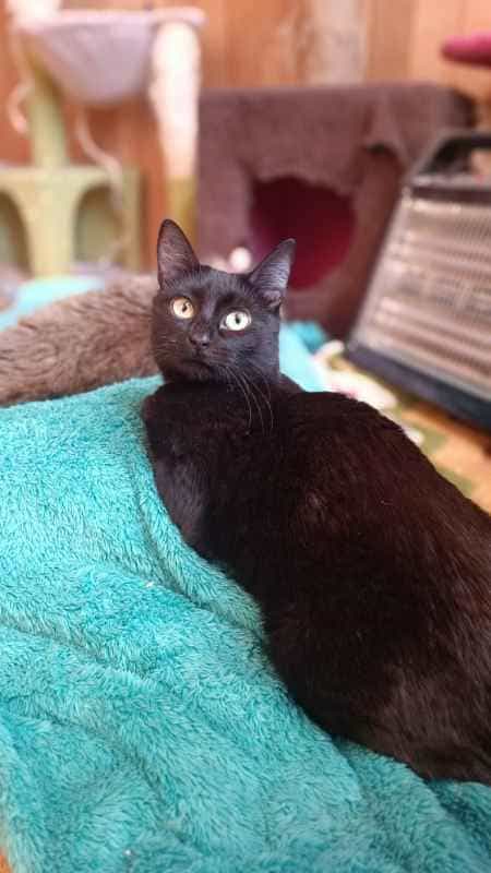 Foto de Chokita