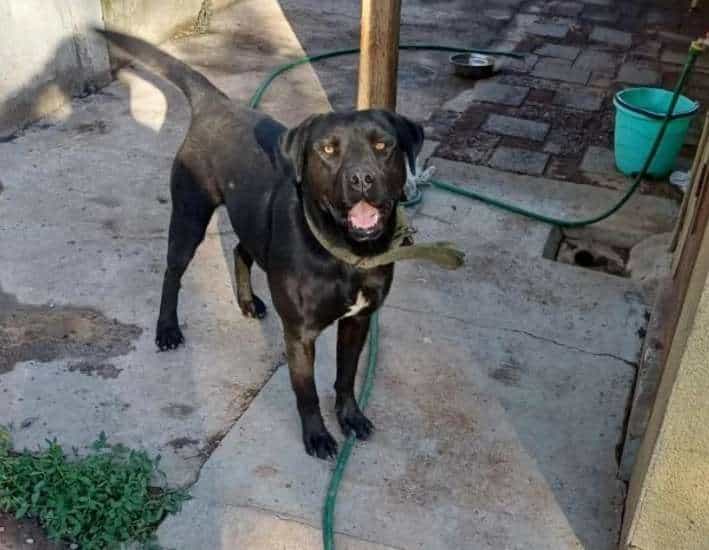 Foto de Jack