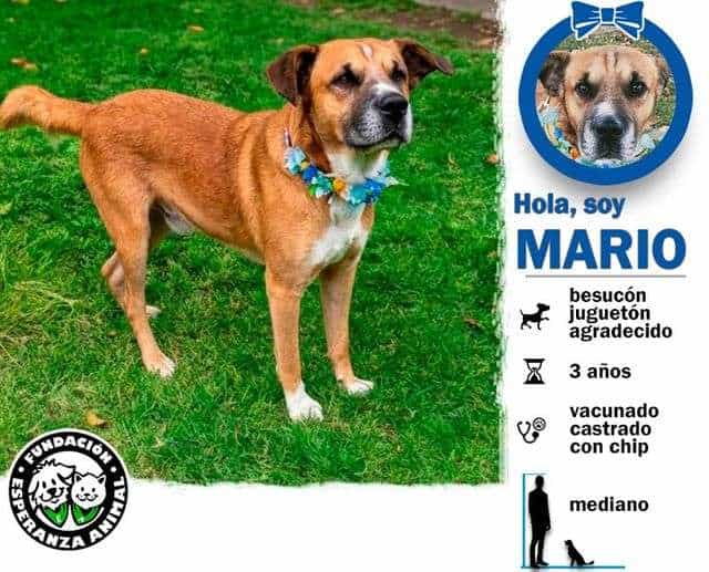 Foto de Mario