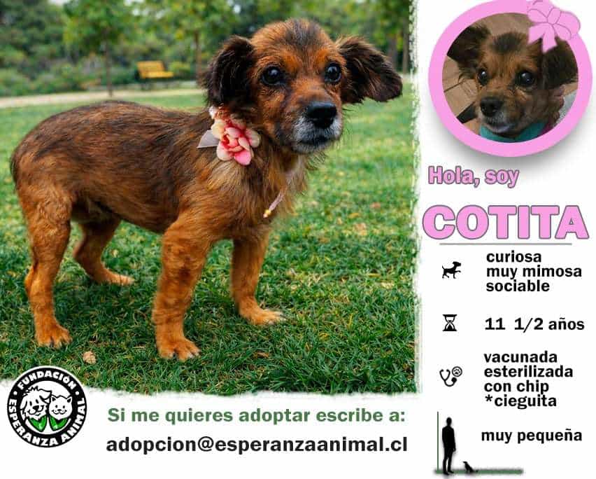 Foto de Cotita