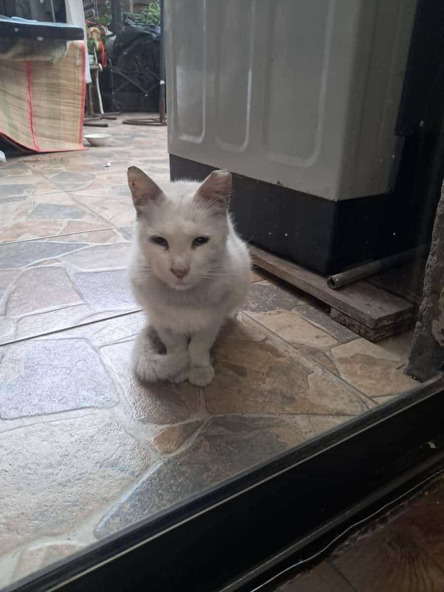 Foto de Blanquito