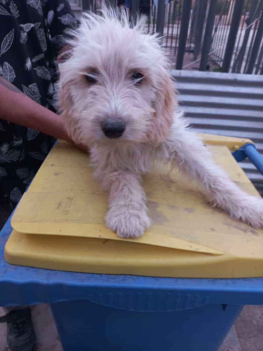 Foto de Barba