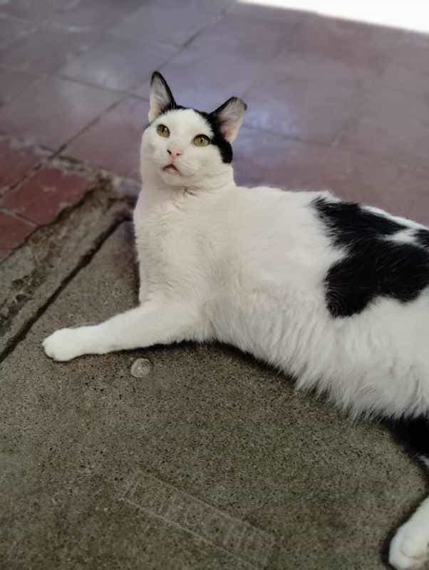 Foto de Chinito chasquilla