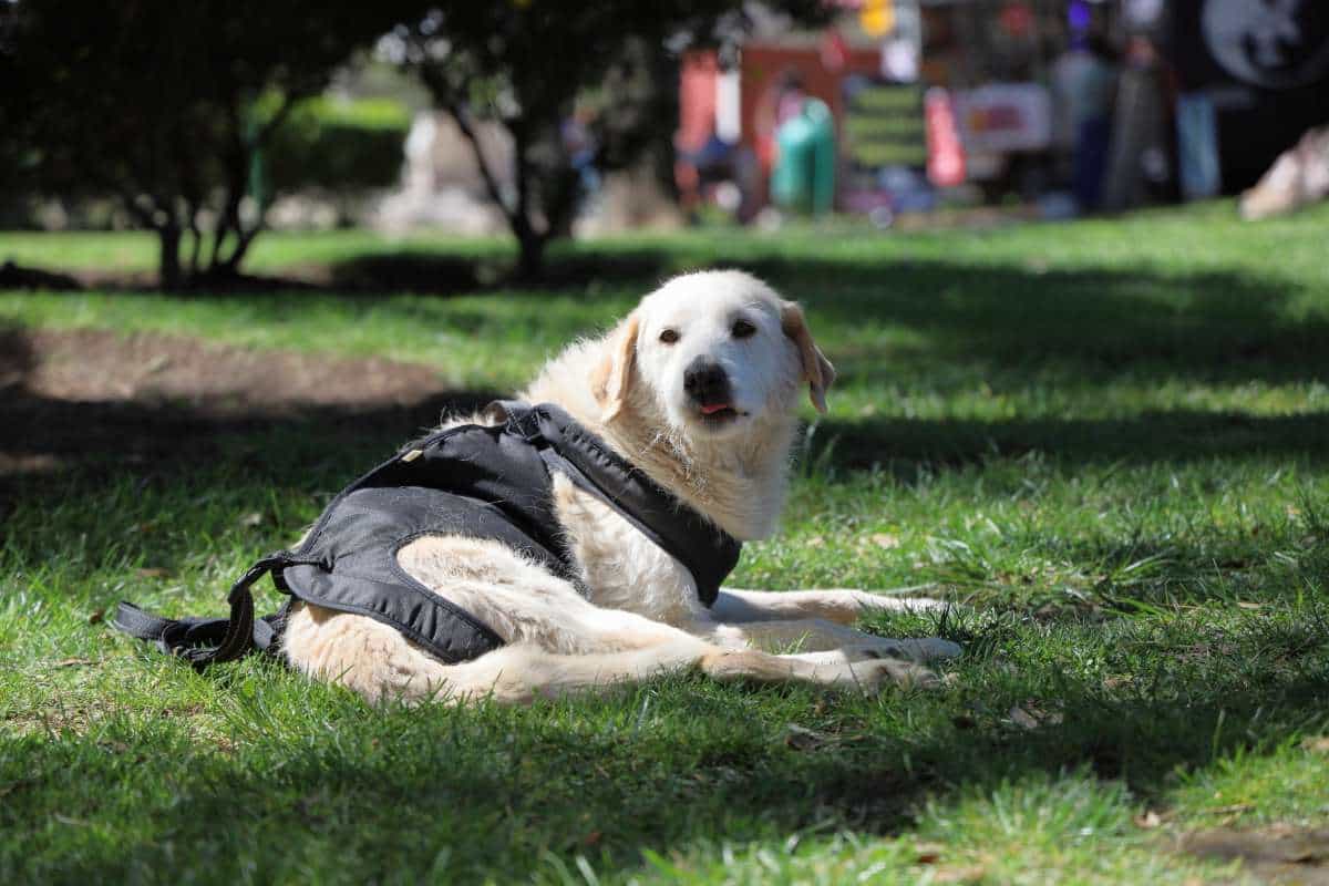 Foto de Lucas