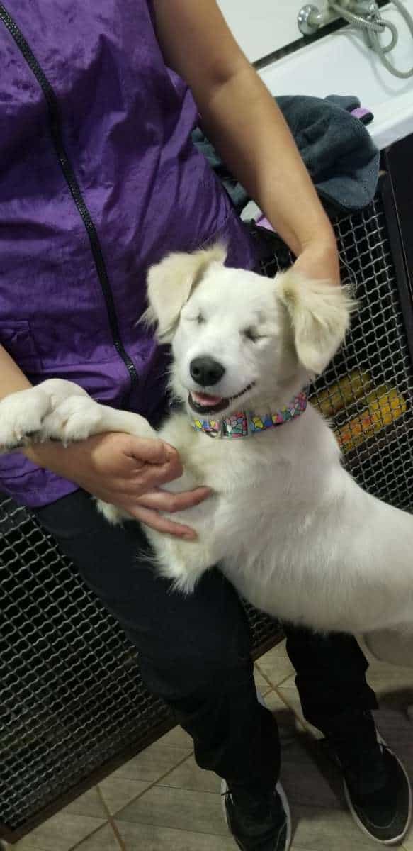 Foto de Spica