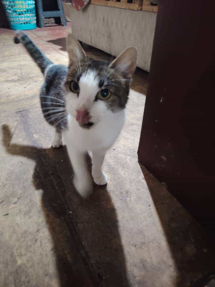 Foto de Cleo