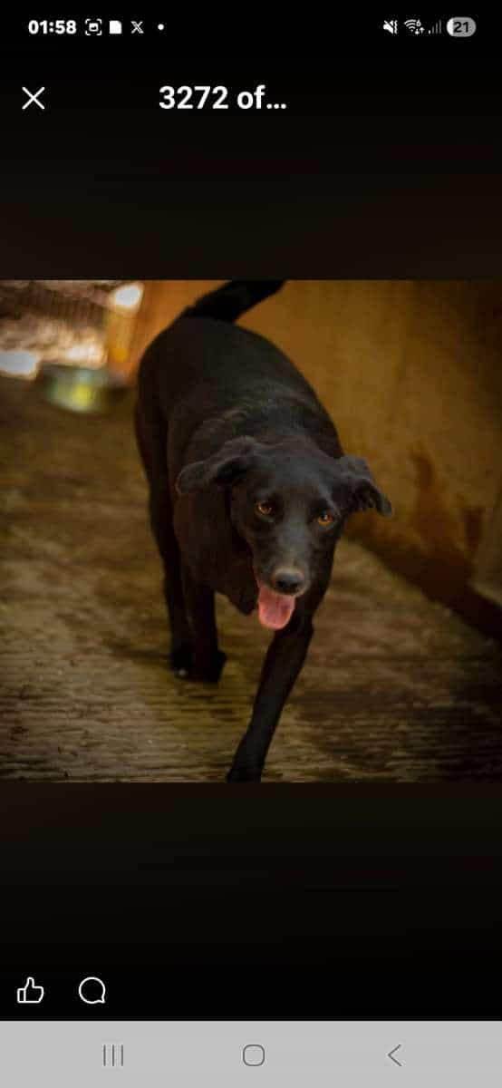 Foto de Princesa diana