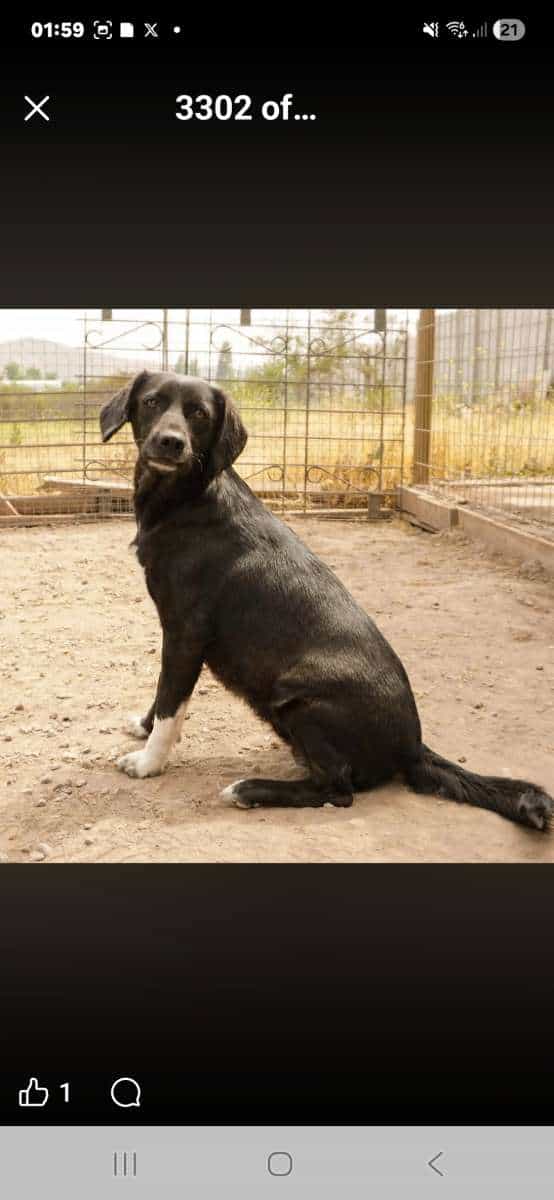 Foto de Violeta