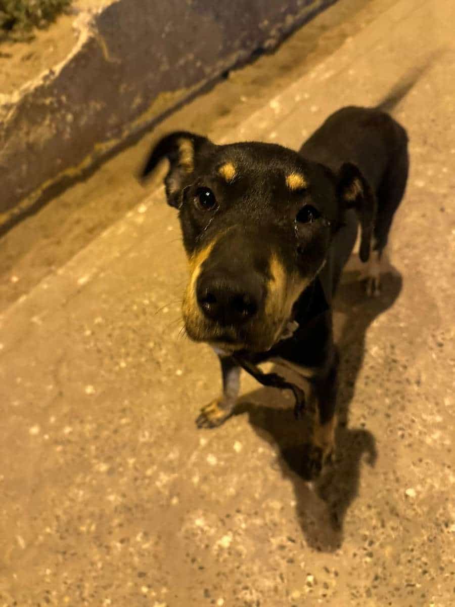 Foto de Negrito