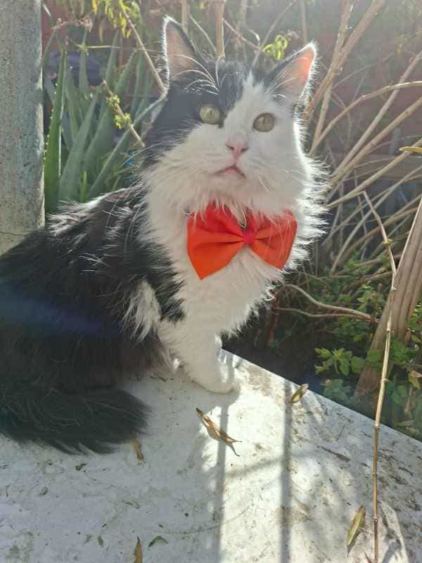 Foto de Amadeus