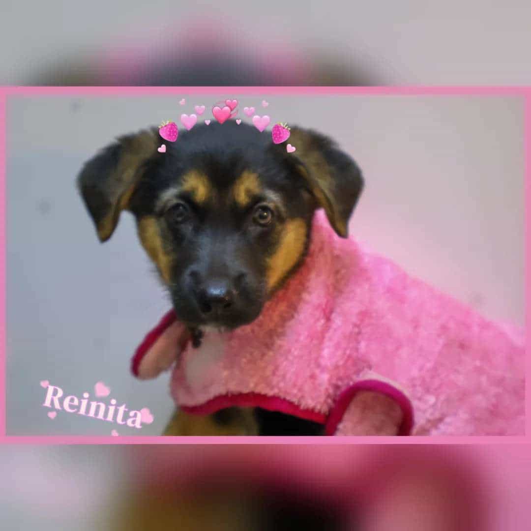 Foto de Reina