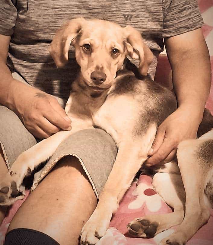 Foto de CHOCOLO, mezcla Foxhound Americano