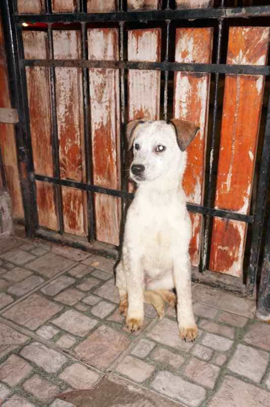 Foto de Cachorros