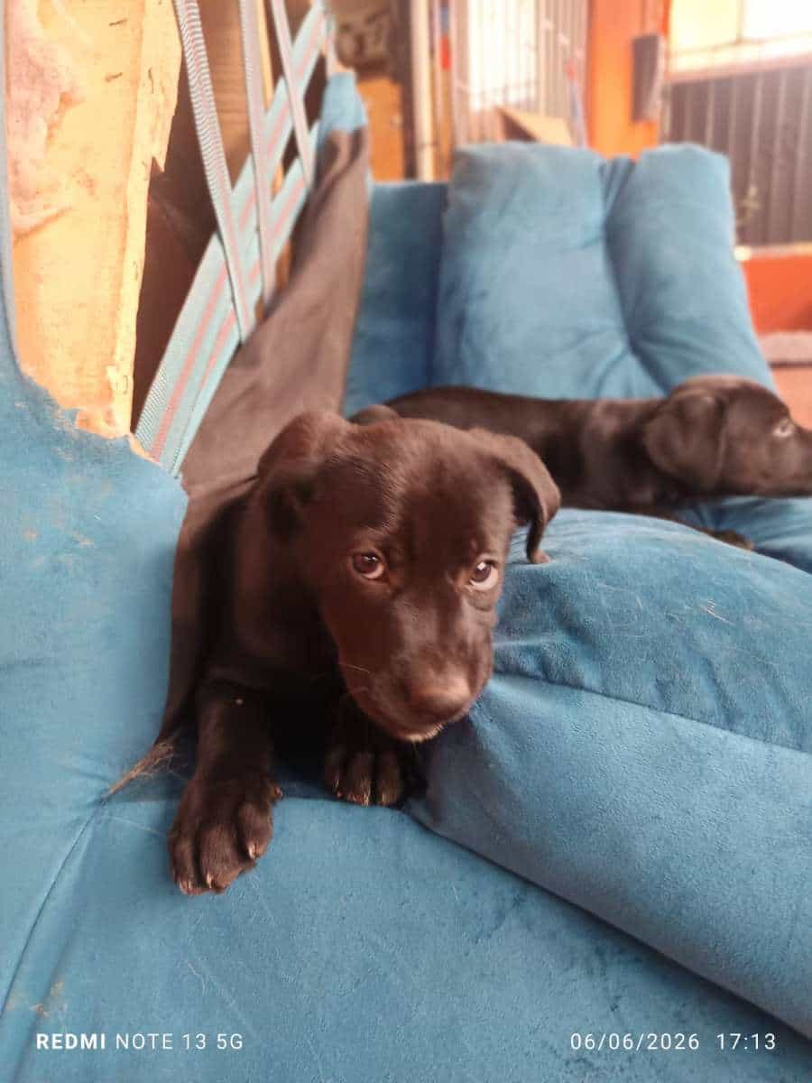 Foto de Oreo