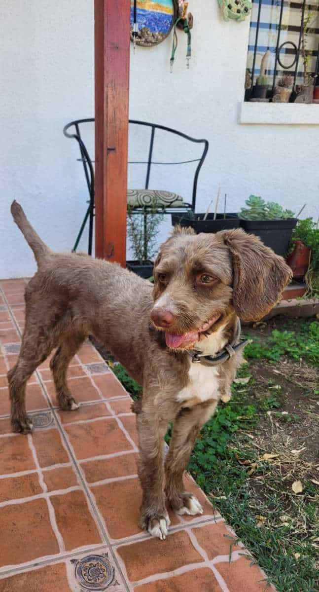 Foto de Miel