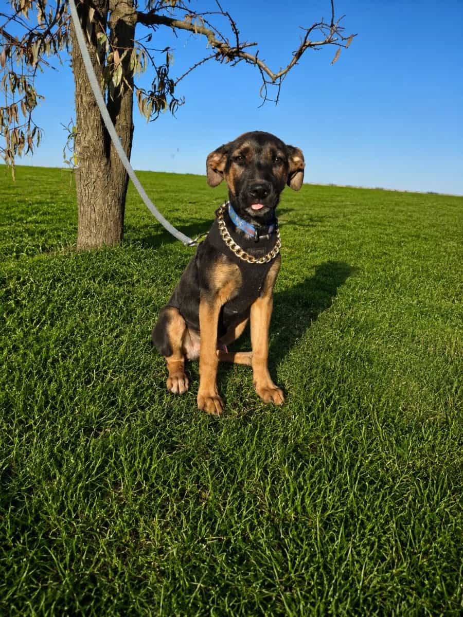 Foto de Rocco