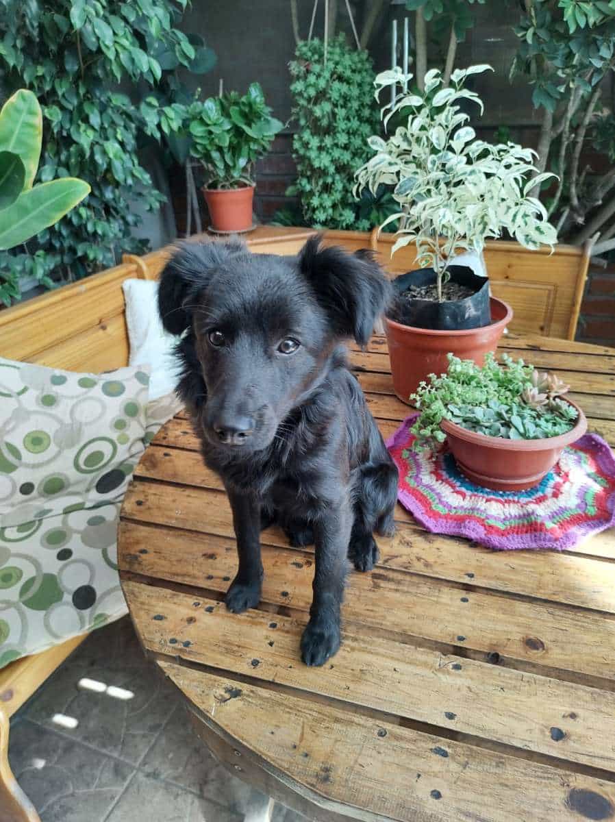 Foto de Negrita Renca