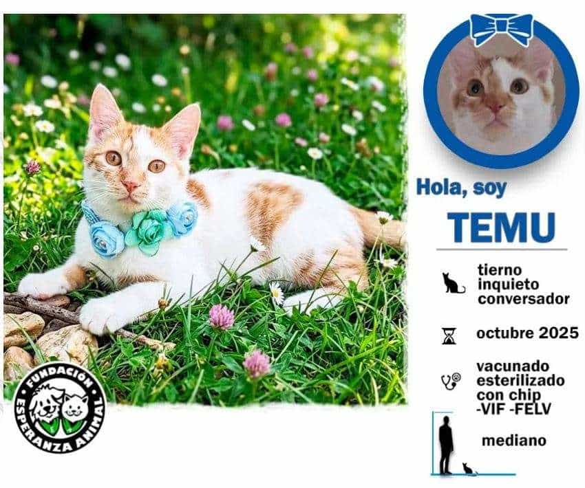 Foto de Temu