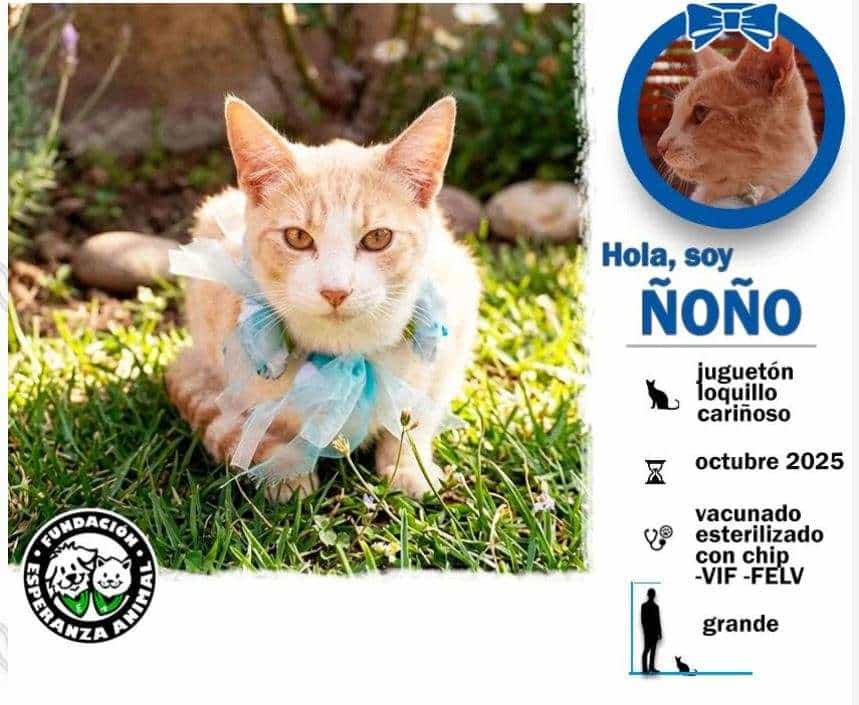Foto de Ñoño