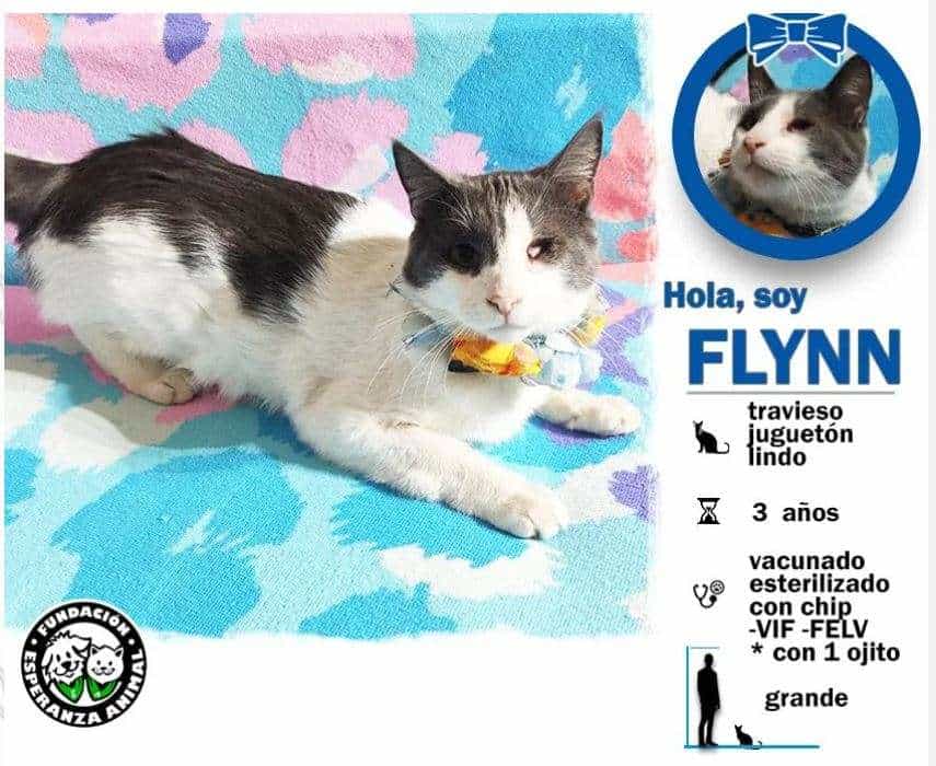 Foto de Flynn