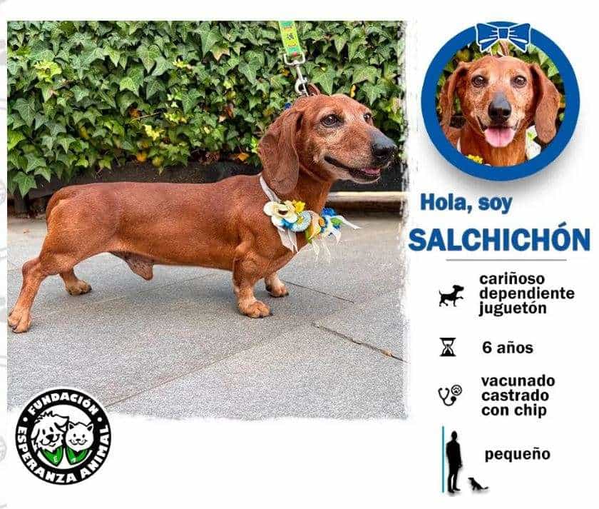 Foto de Salchichón